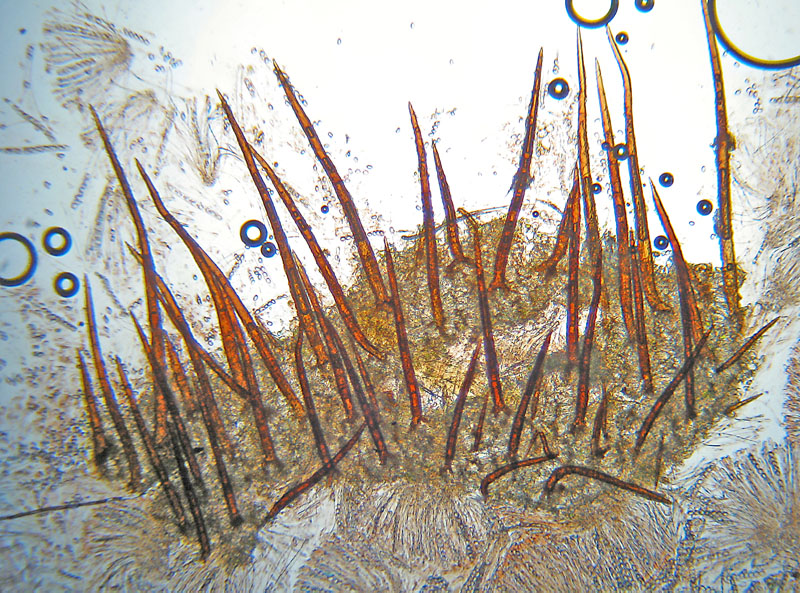 Mixomiceti con Scutellinia